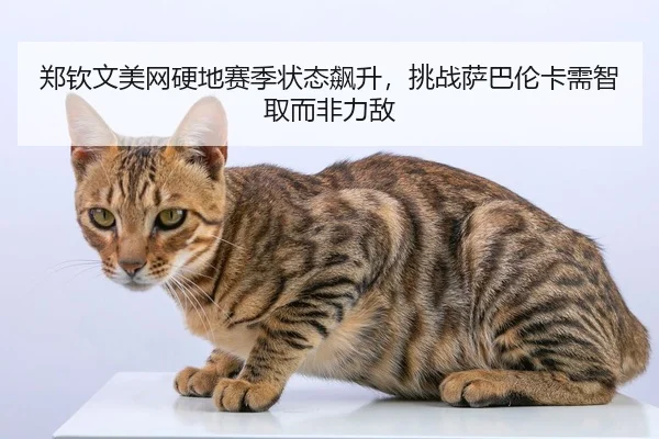 zheng-qin-wen-mei-wang-ying-di-sai-ji-zhuang-tai-biao-sheng-tiao-zhan-sa-ba-lun-ka-xu-zhi-qu-er-fei-li-di-2-459.jpg